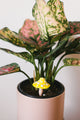 Yellow Mushroom Plant Decoration